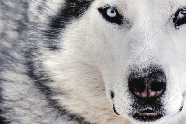 A white wolf with blue eyes