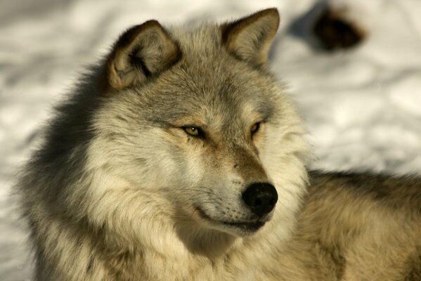 Die Schnauze eines Huskies ähnelt einem Wolf