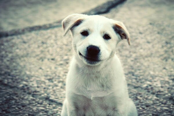 Sorriso amichevole del cucciolo bianco