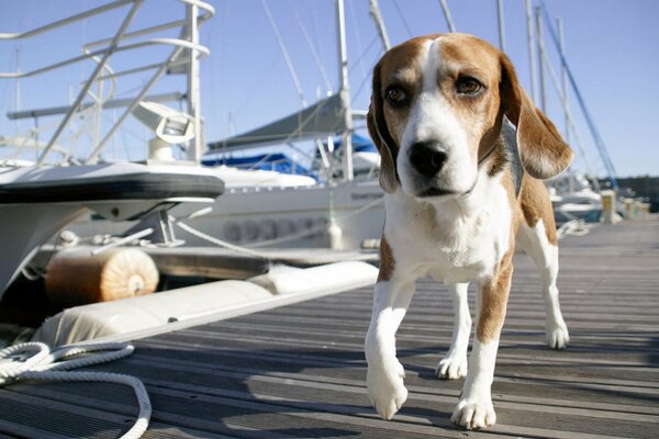 A dog walks along the marina against the background of yachts