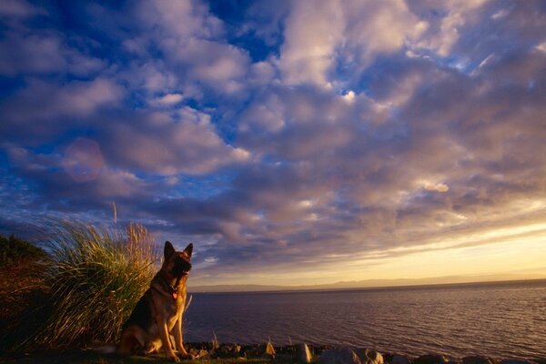 A shepherd dog sitting on the seashore