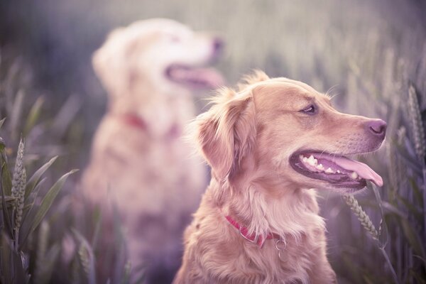 Chiens d or sur une promenade dans un champ