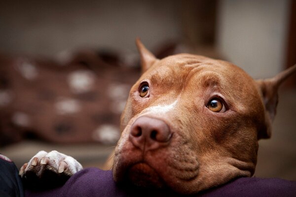 Netter engagierter Pitbull-Look