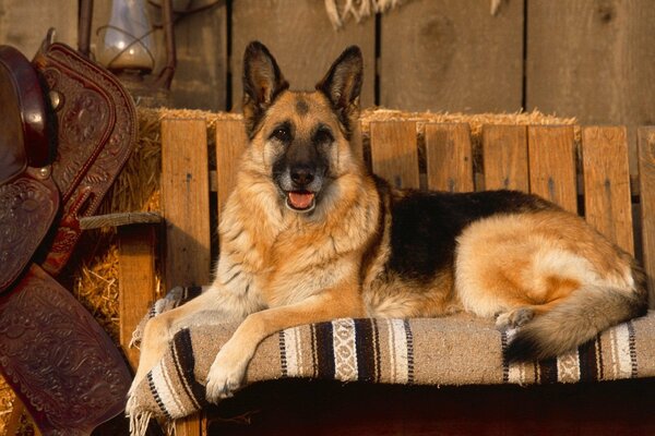 Chien de berger se trouve sur le banc