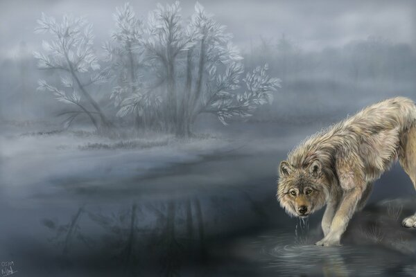 Ein Wolf im Nebel trinkt Wasser