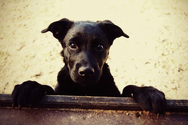 Perro negro en la arena con ojos negros