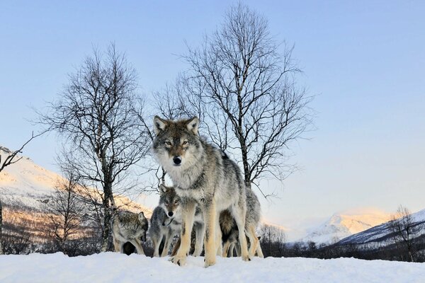 A pack of wolves in close-up in the winter forest