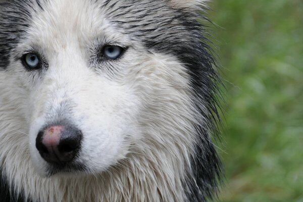 Die Schnauze eines Husky-Hundes im Gras