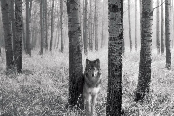 Schwarz-Weiß-Bild eines einsamen Wolfes unter den Birken