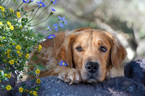 Un Retriever brun se trouve à côté des fleurs sauvages