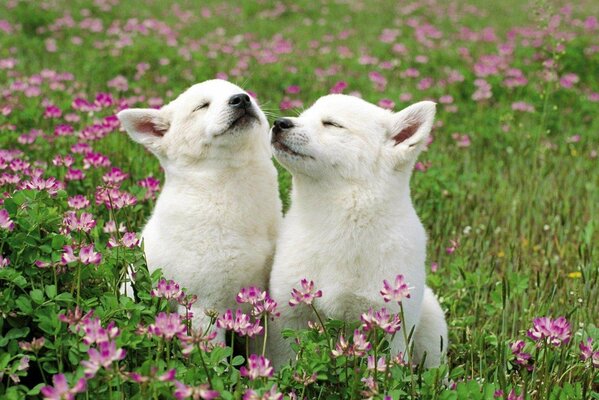 Two puppies flowers grass