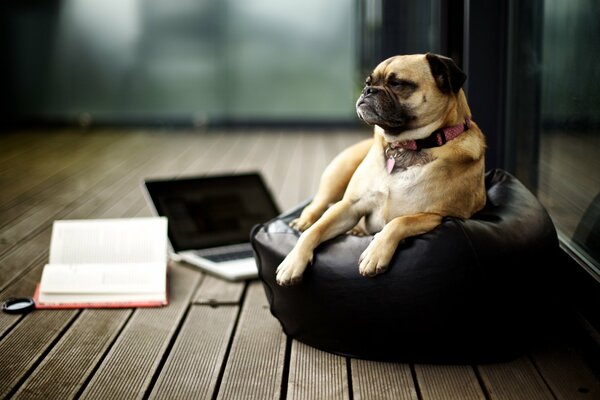 Perro Pug sentado en una almohada