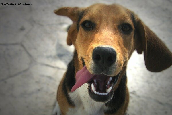 El cachorro se regocija y se encuentra