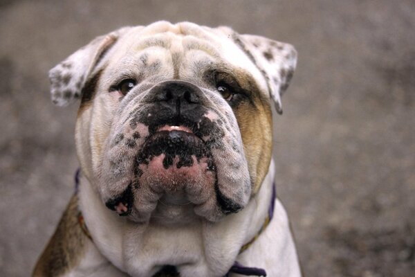 Trauriger Hund Bulldogge mit großer Schnauze