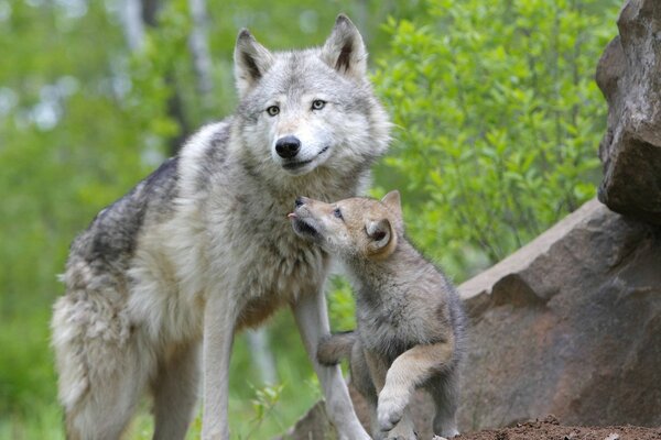 A wolf and a cub walk in the summer