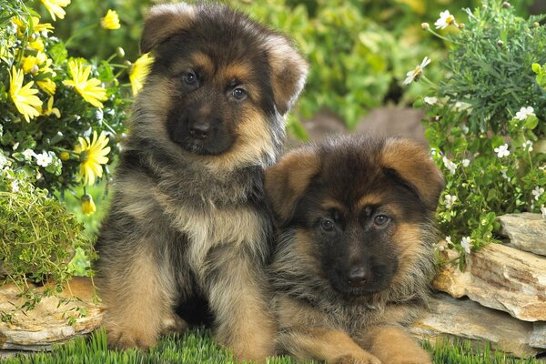 Couple de chiots berger allemand