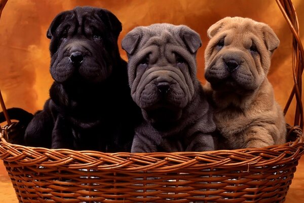 Trzy Shar Pei w różnych kolorach w koszu