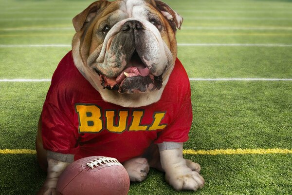 Chien bouledogue avec ballon assis