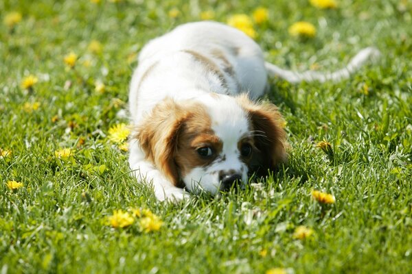 Spaniel puppy on the grass in dandelions