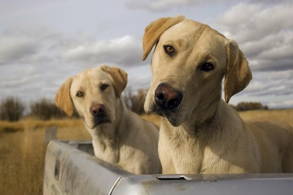 Labrador twins in the trunk of a car