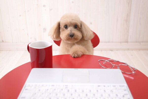 A well-behaved dog is sitting at the table