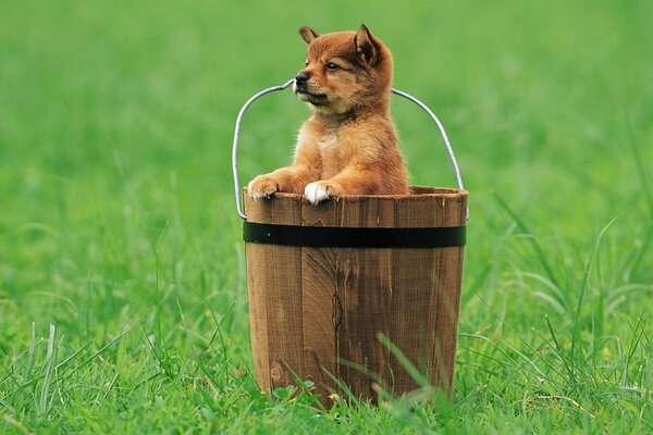 Pequeño cachorro en un cubo en un Prado