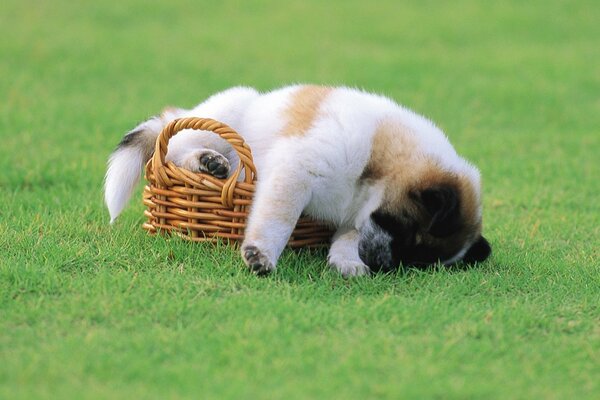 A perky puppy is playing on the grass