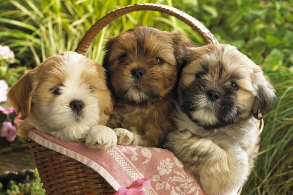 Tres cachorros cesta flores hierba