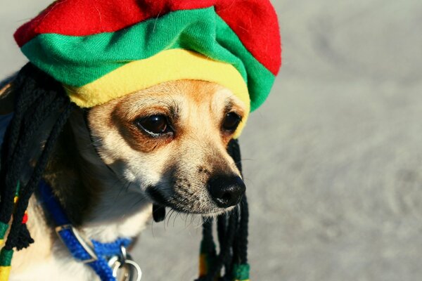 Netter Hund mit Dreadlocks in Rasta-Mütze