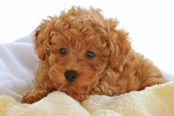 Red curly little puppy