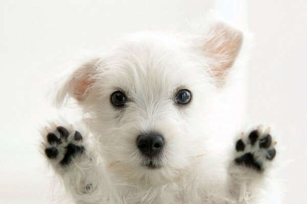 A white inquisitive puppy with paws