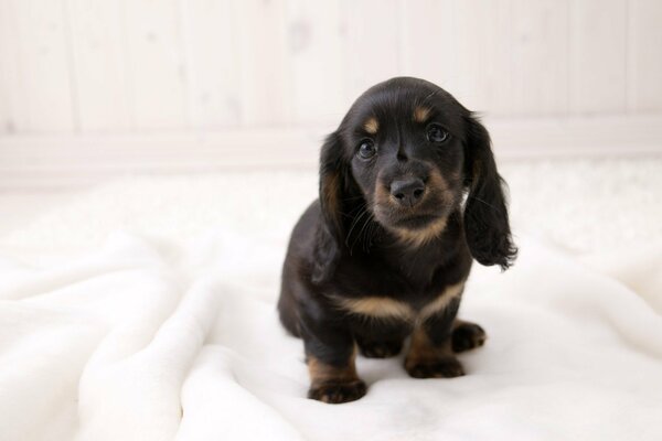 Un cachorro de Dachshund deja lana por toda la casa