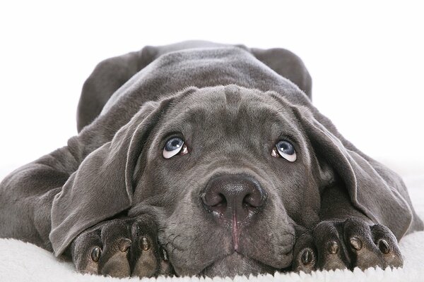 Grey puppy looks up