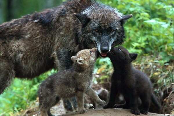 Schwarzer Wolf mit zwei kleinen Wölfen