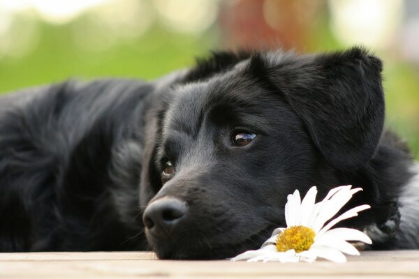 Sad black dog is waiting for the owner