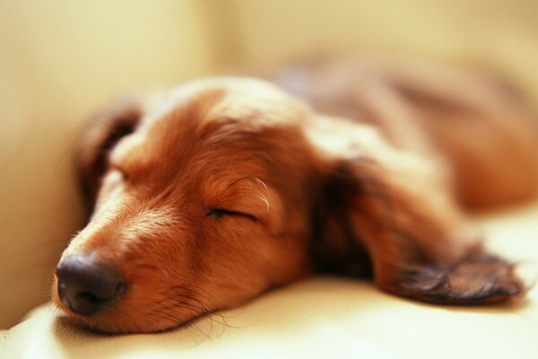 Lindo Dachshund durmiendo en el Sofá