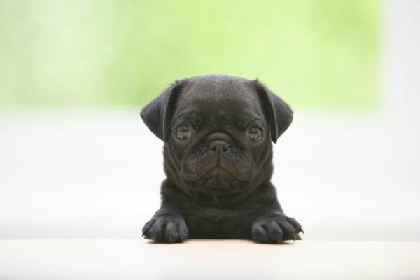 Chiot à poil noir