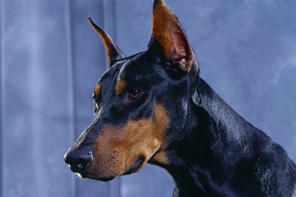 Cane di razza Doberman su sfondo blu