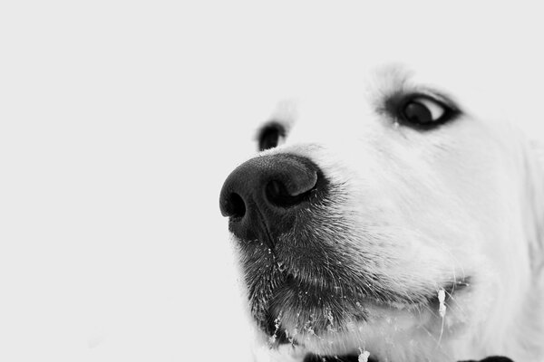 Nachdenklicher Blick eines weißen Hundes mit Schnee am Schnurrbart