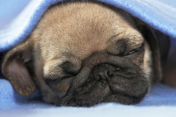 Cucciolo di carlino che dorme sotto una coperta blu