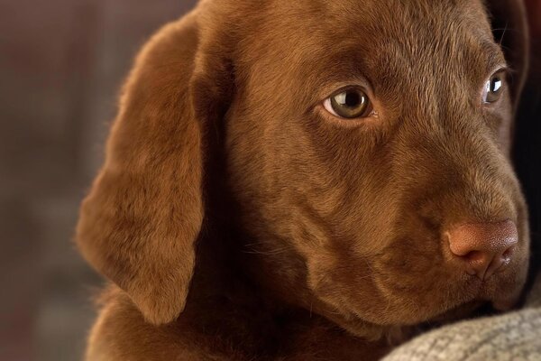 A small labrador in the hands of a man