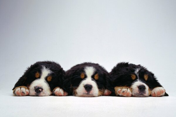 Trois petits chiots dorment