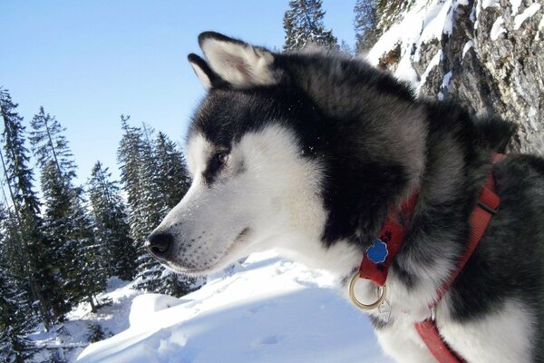 Husky auf einem Spaziergang im Wald. Winterwald