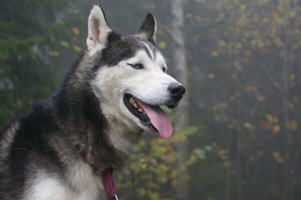 Gut im Wald für einen Spaziergang mit dem Hund