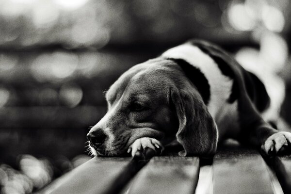 The dog is sad lying on the bench