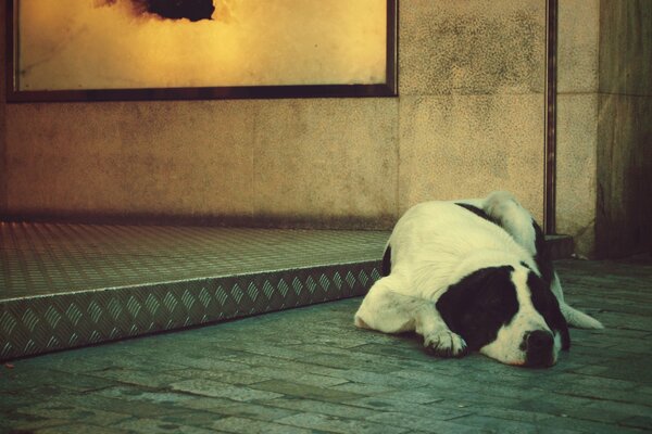 Perro solitario esperando a su dueño