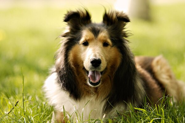 Divertente Collie si trova sull erba