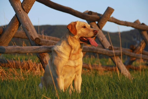 Ein Labrador sitzt mit ausgestreckter Zunge am Zaun