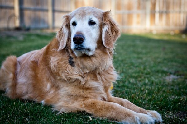 Labrador retriever resting on the grass on a sunny day