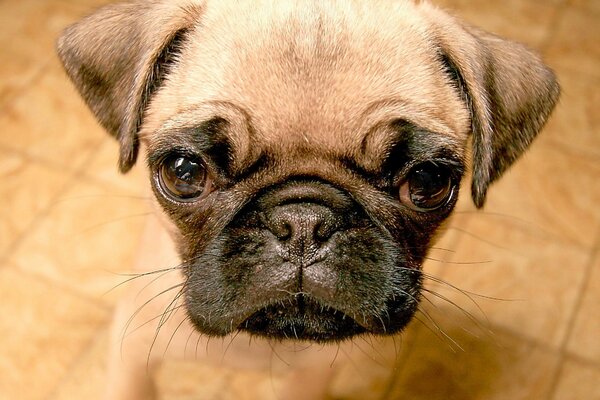 Cucciolo carino con sguardo triste